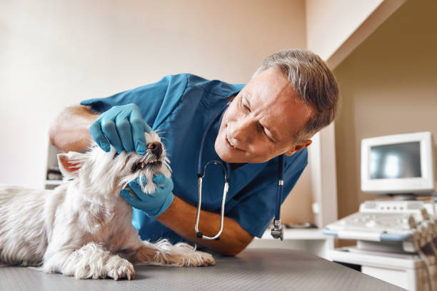 Best Weekend Emergency Dentist in Rochester, PA